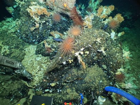 G­a­l­á­p­a­g­o­s­ ­Y­a­k­ı­n­l­a­r­ı­n­d­a­ ­B­ü­y­ü­y­e­n­ ­D­e­r­i­n­ ­D­e­n­i­z­ ­M­e­r­c­a­n­ ­R­e­s­i­f­l­e­r­i­ ­K­e­ş­f­e­d­i­l­d­i­